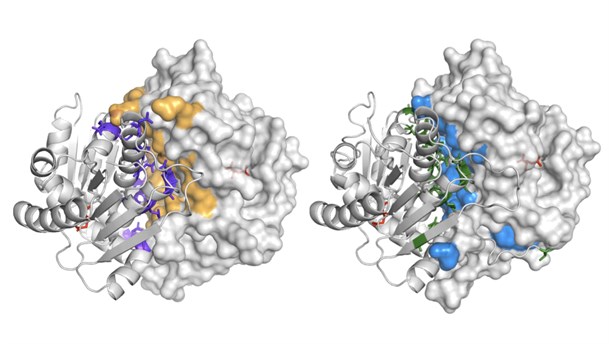 Mycobacterial Glutamate Racemase C Kurt Krause