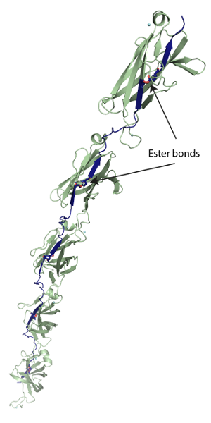 The intriguing matter of cracking bacterial bonds (2014)