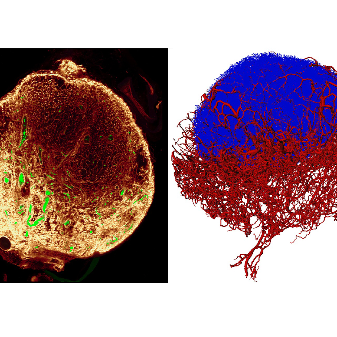 New imaging improves our understanding of the immune system