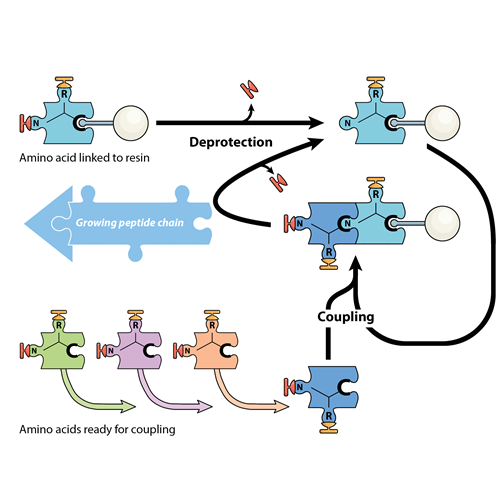 Peptide synthesis