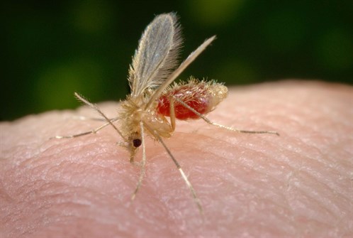 Phlebotomus Papatasi Sand Fly Leaishmania C CDC Frank Collins James Gathany